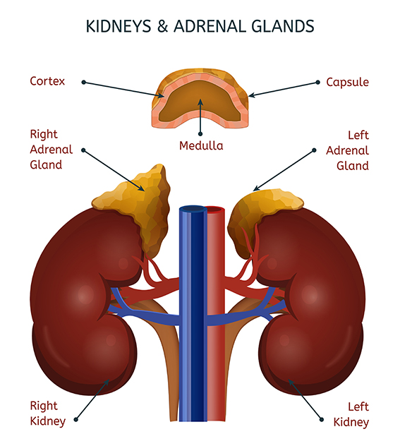Adrenals Epinephrine Gland Anatomy Of The Adrenal Gland ZPFQL