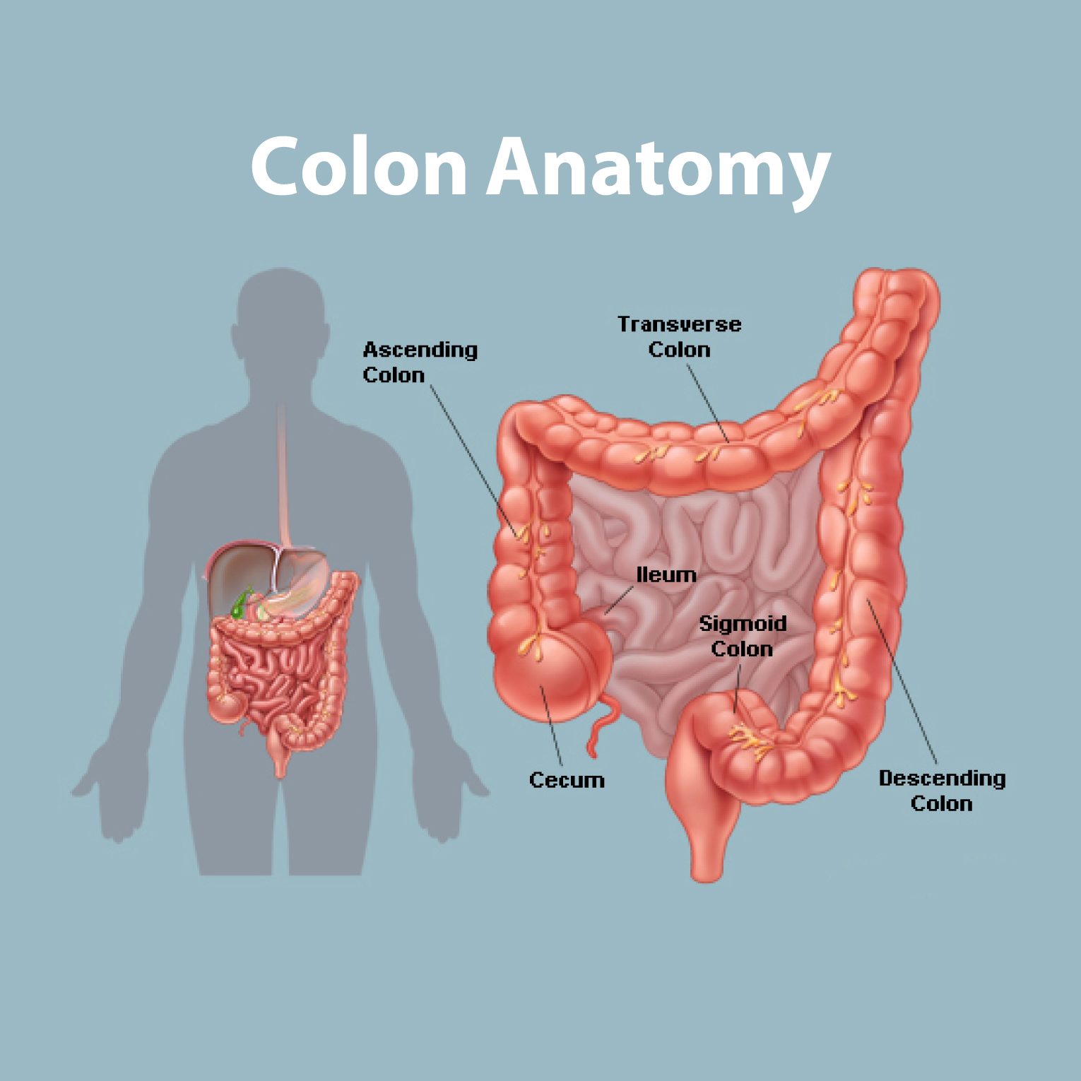 Colon-anatomy