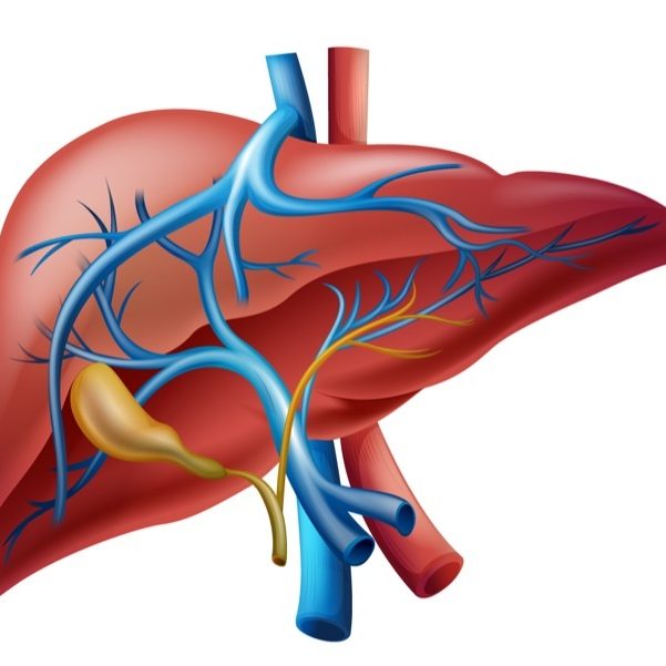 LIVER & BILIARY TREE