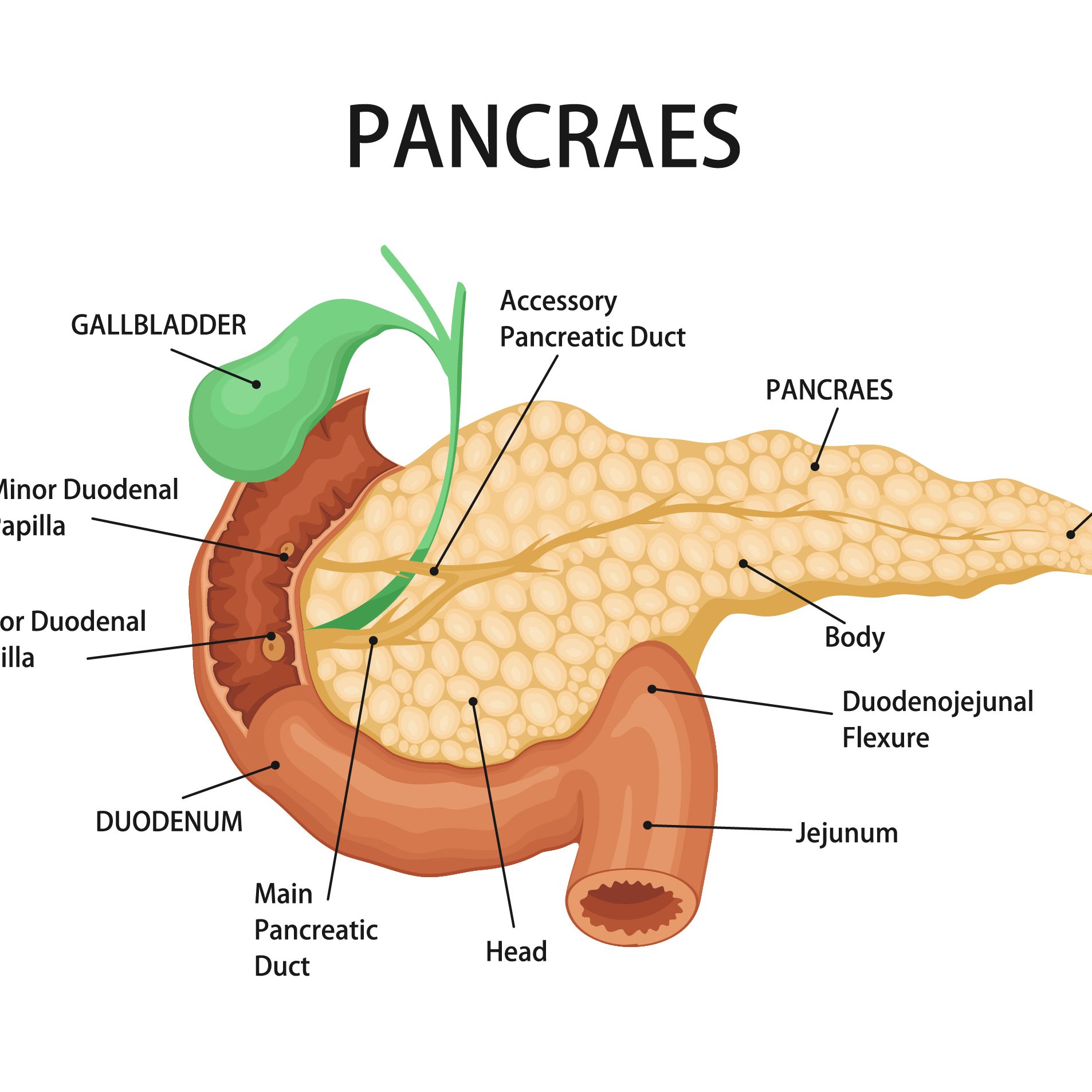 Pancreas function stock eposts human body advertisement