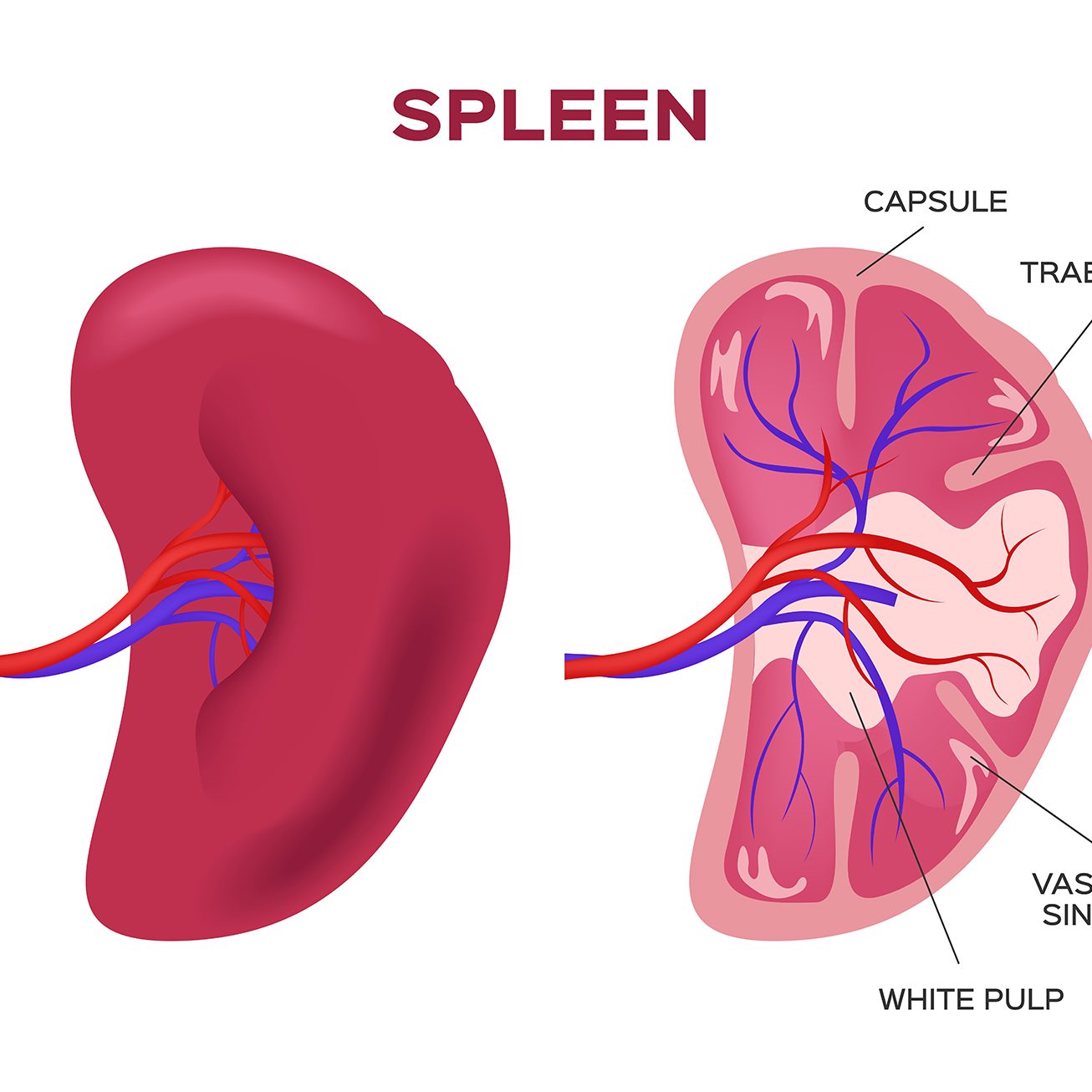 SPLEEN SPLEEN